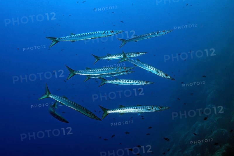 European barracuda