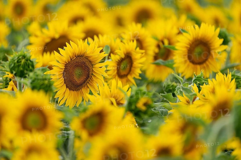 Sunflowers