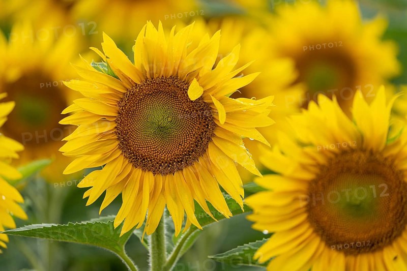 Sunflowers