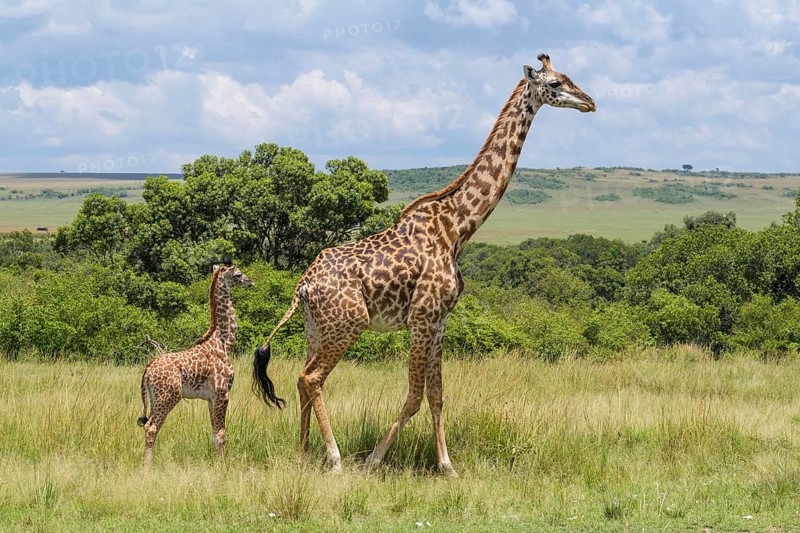 Masai Giraffe