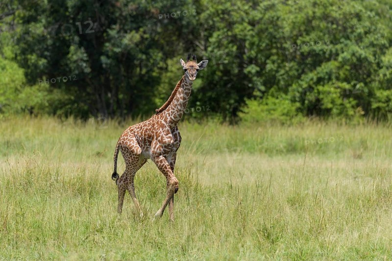 Masai Giraffe