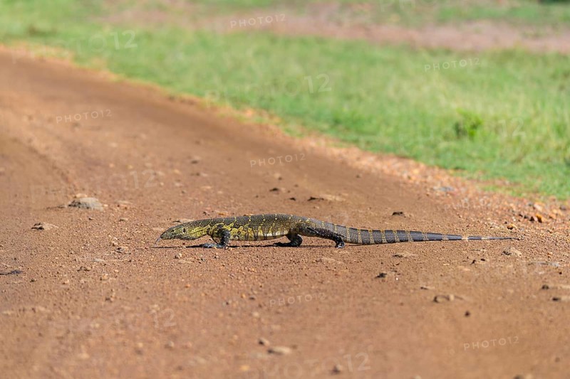 Monitor Lizard