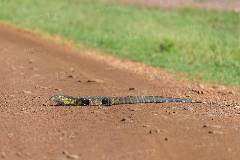 Monitor Lizard