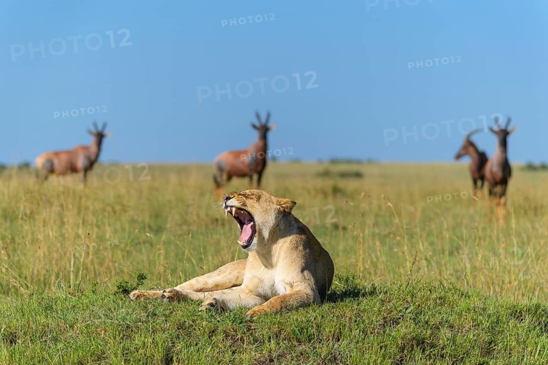 African lion