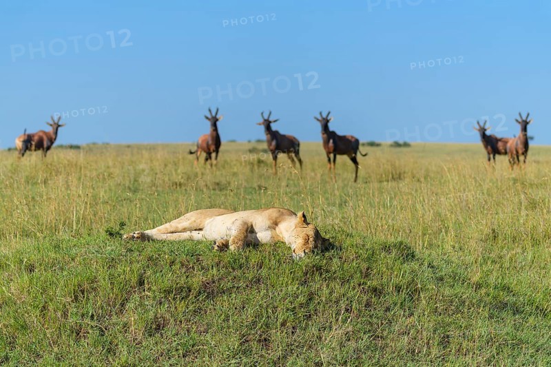 African lion