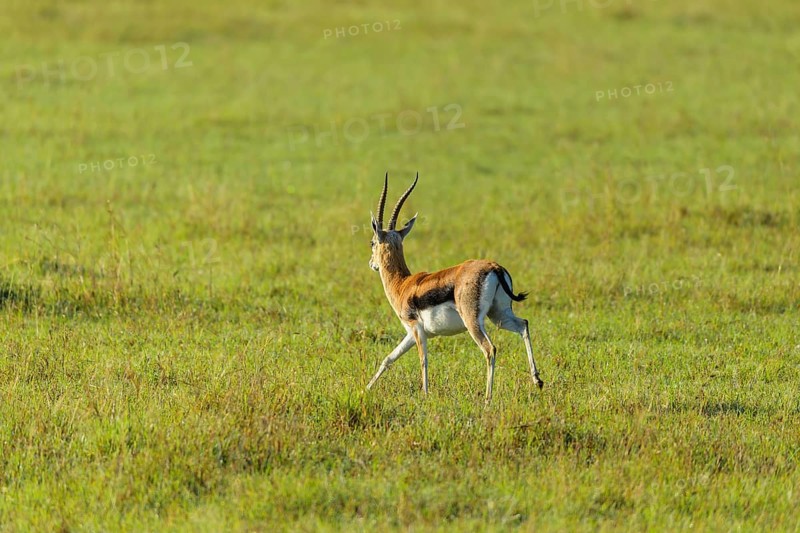 Thomsons Gazelle