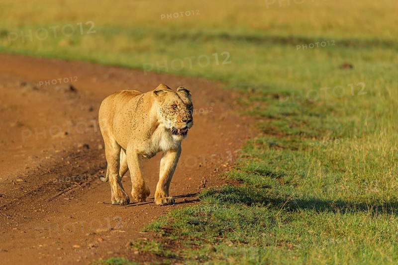 African lion