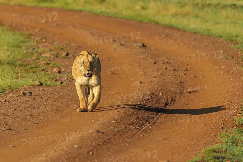 African lion