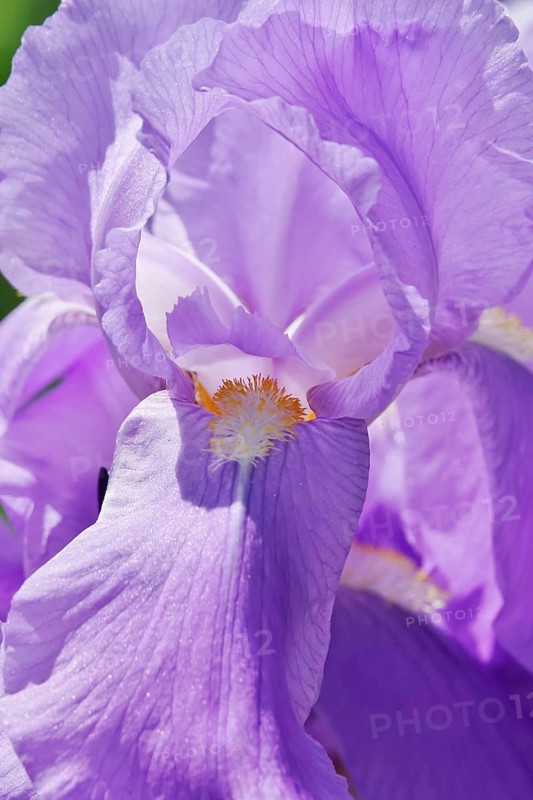 Flower of an bearded iris