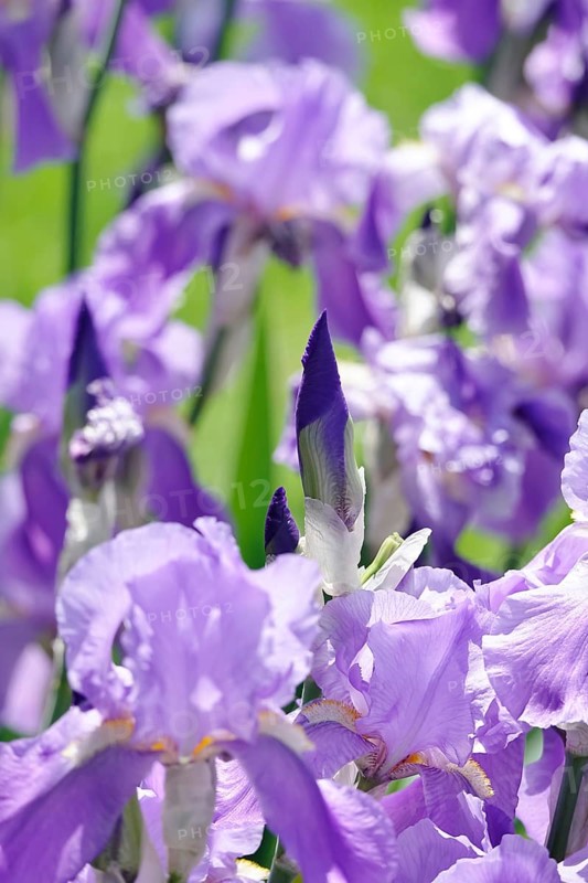 Flower of an bearded iris