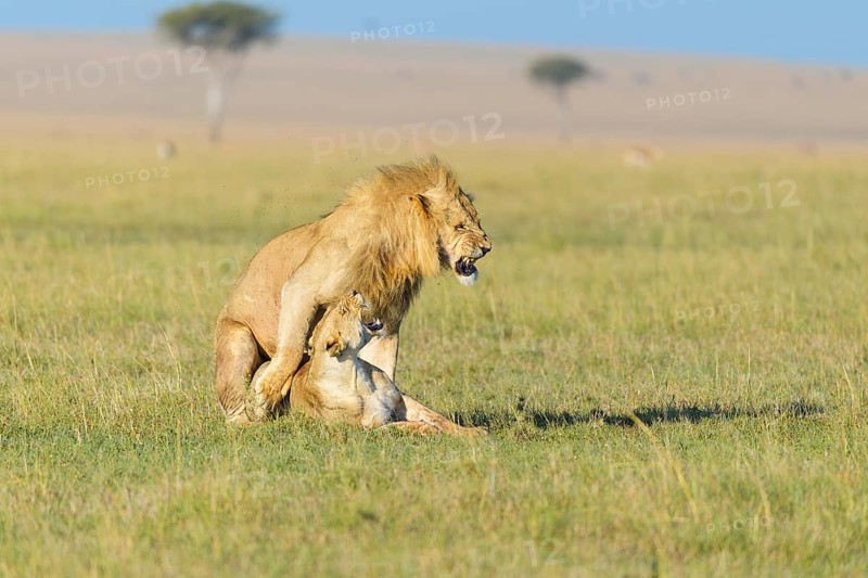 African lion