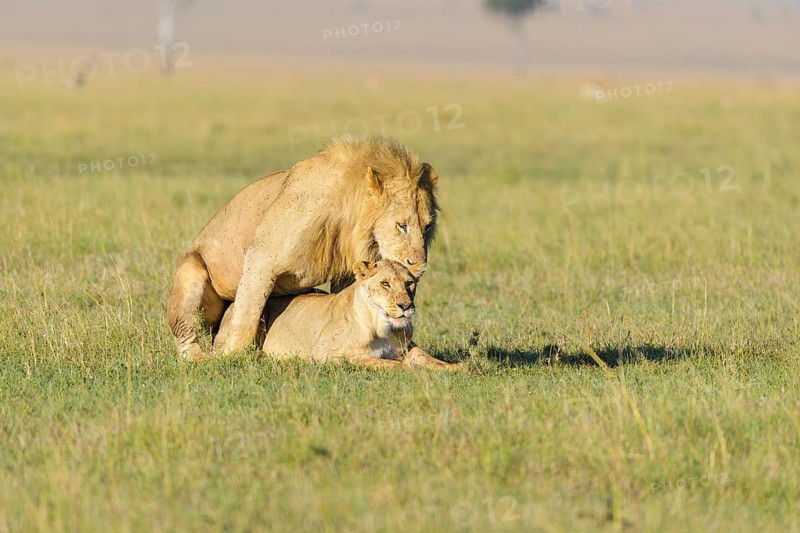 African lion