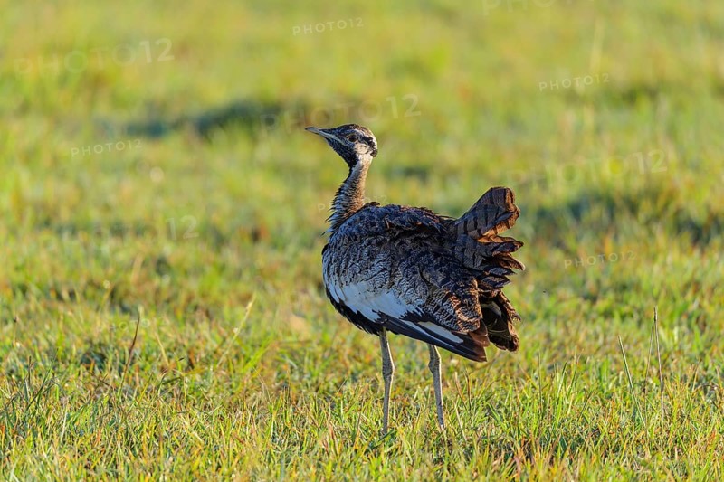 Black-bellied Bustard