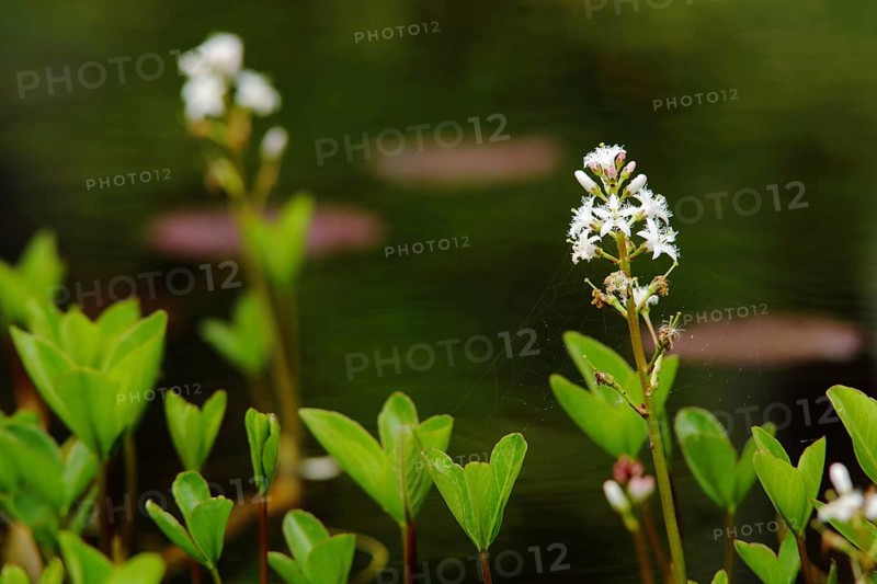 Bog bean