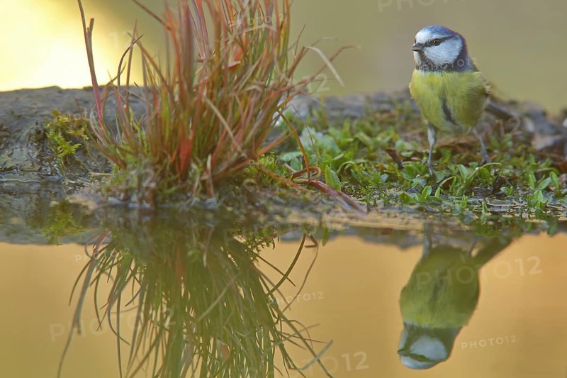Blue Tit
