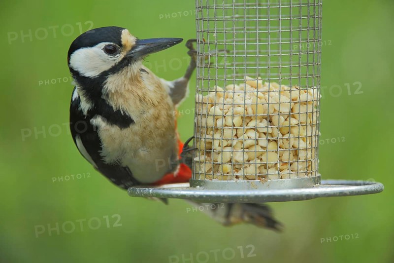 Female great spotted woodpecker