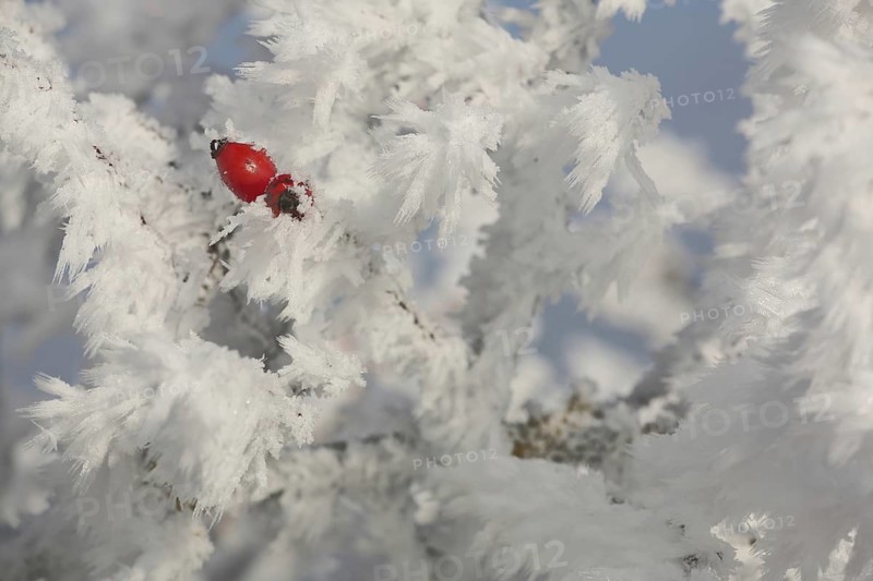 Branches with rosehip Fruit of a dog rose