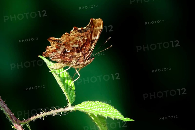 Comma