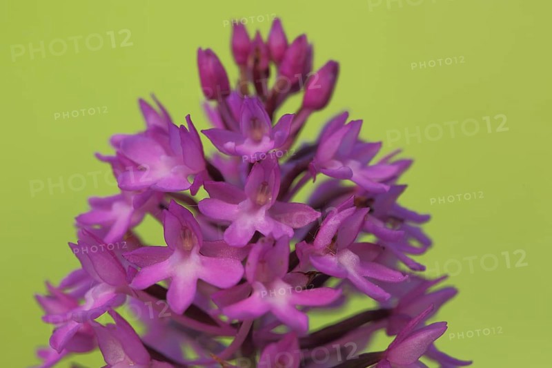Detail of pyramidal orchid