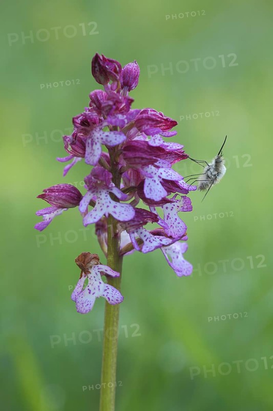 Northern marsh-orchid