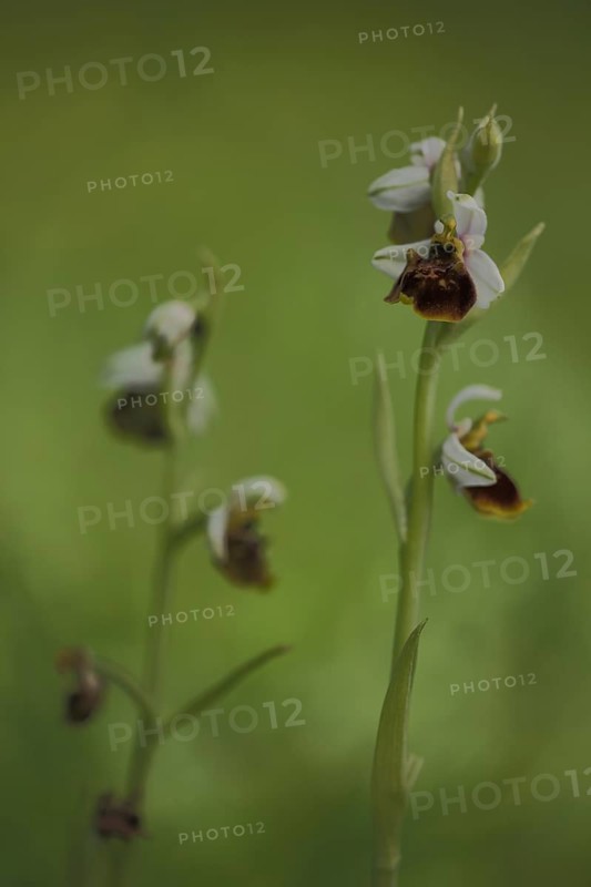 Two Bumblebee Ragworts