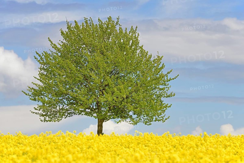 Solitary tree