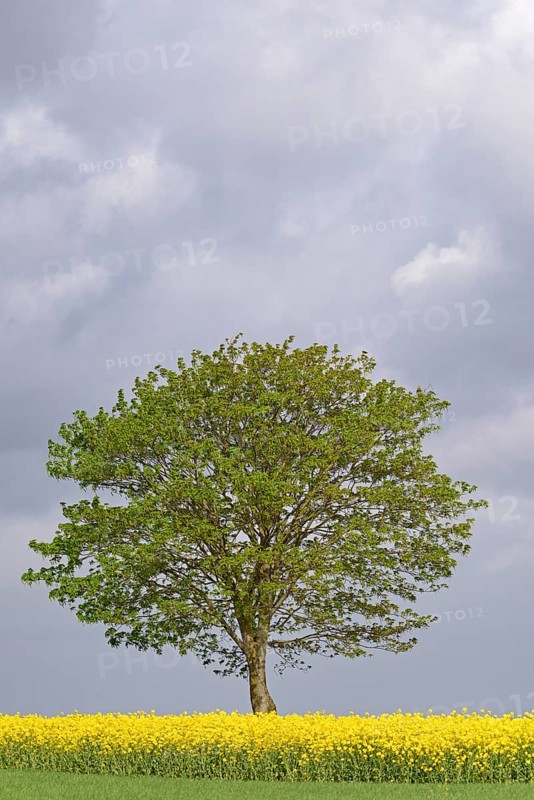 Maple