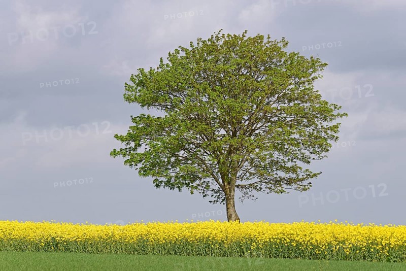 Maple