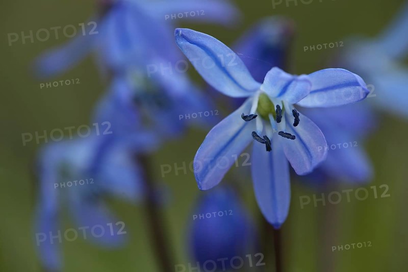 Flower with pistil of the alpine squill