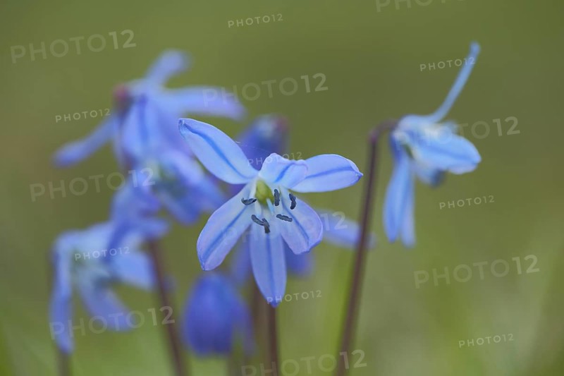 Alpine squill