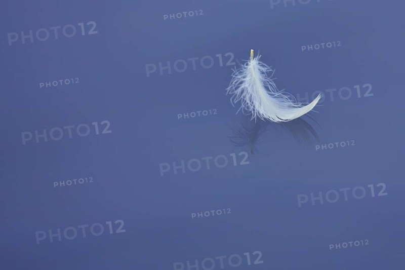Small white and light bird feather on the gtatten windless water surface of the Brenz near Hermaringen