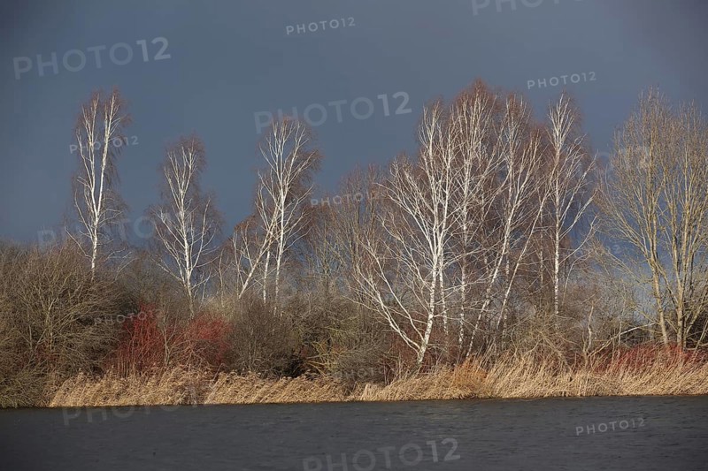 Lake landscape with birch trees and lake in winter near Gundelfingen