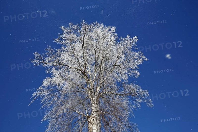 Warty birch