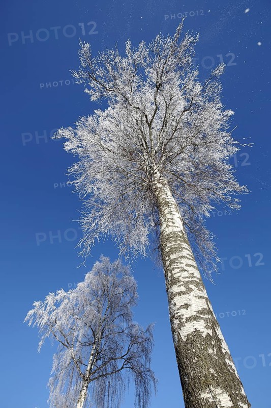Two warty birches