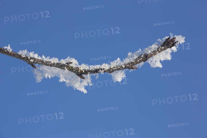 Branch in detail of field maple