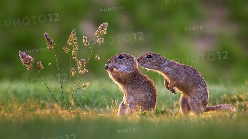 European ground squirrels