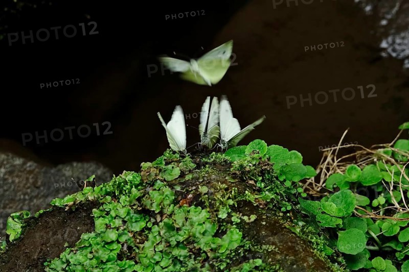 Green veined white butterfly