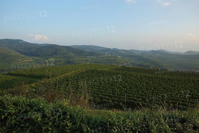 View of vineyards and Totenkopf from the Mondhalde