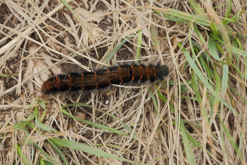 Caterpillar of the fox moth