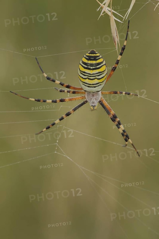 Wasp spider