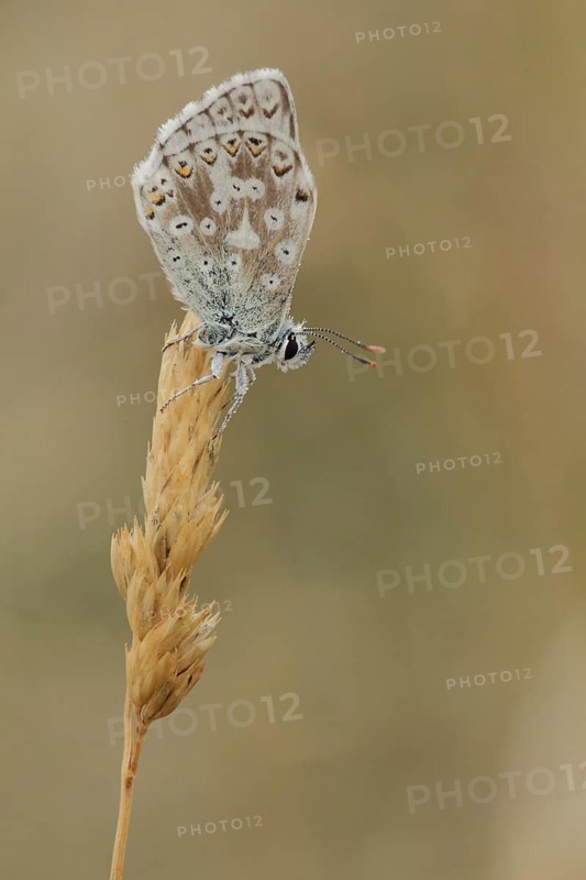 Adonis blue