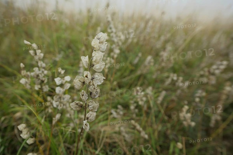 Meadow with