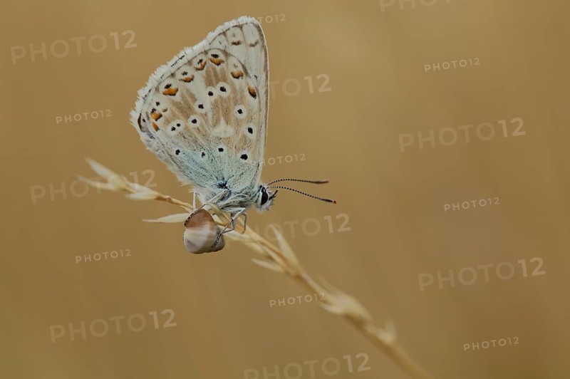 'Snail butterfly' Sky Blue