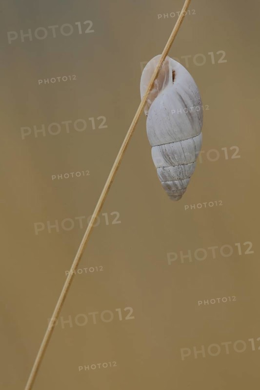 Shell of March snail