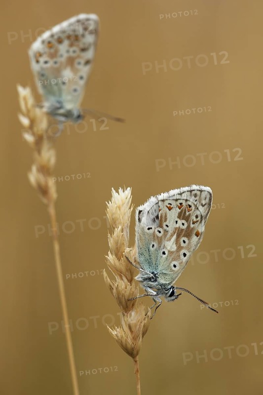 Two adonis blue