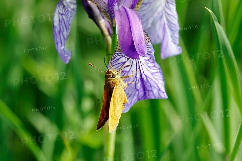 Essex skipper