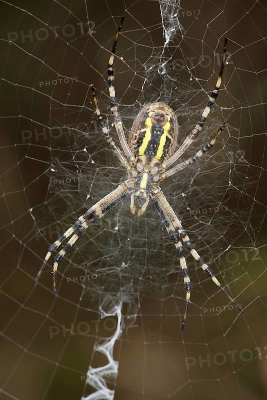 Wasp spider