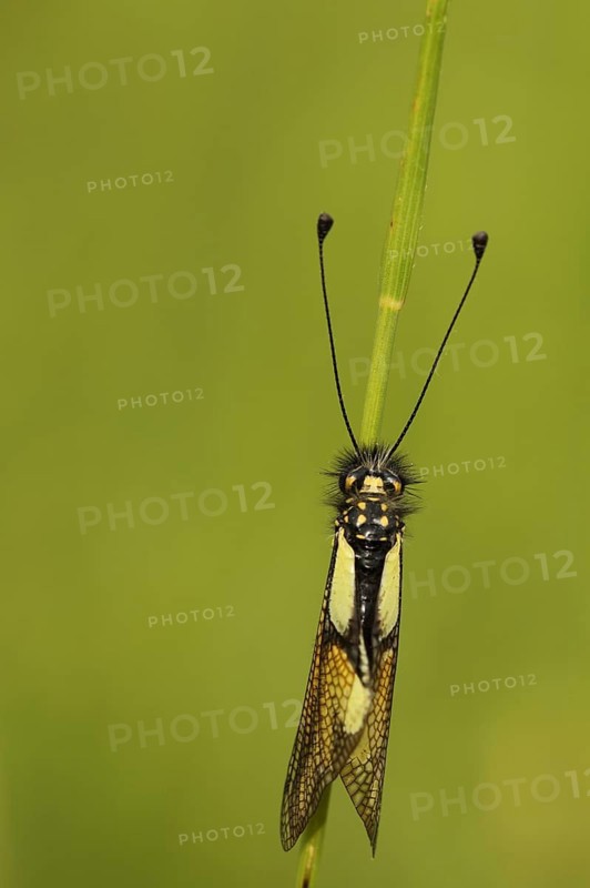 Owly sulphur