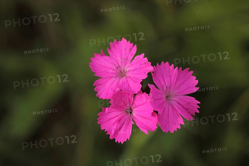 Three flowers of the wood pink