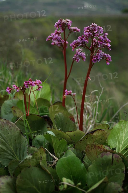 Heartleaf bergenia